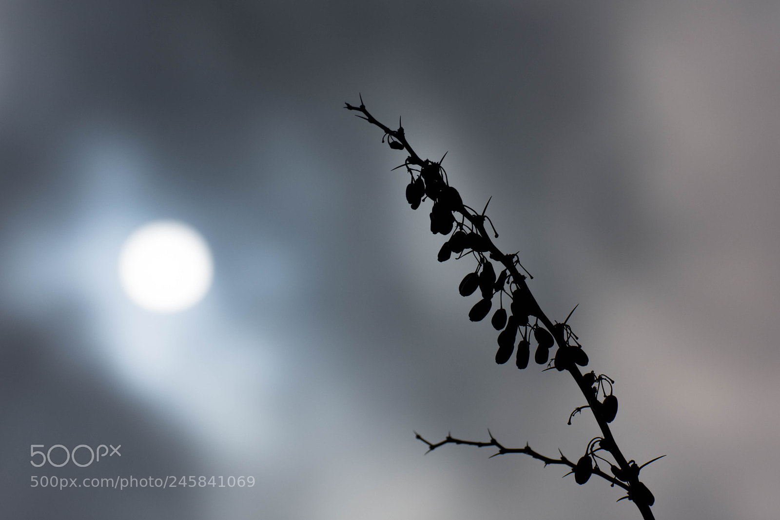 Nikon D7200 sample photo. Untitled photography