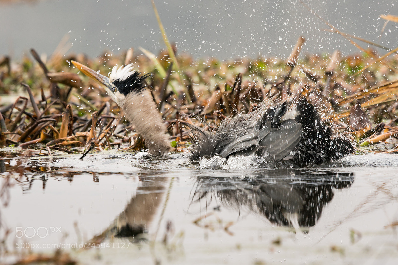 Sony a7R II sample photo. Blue heron taking a photography