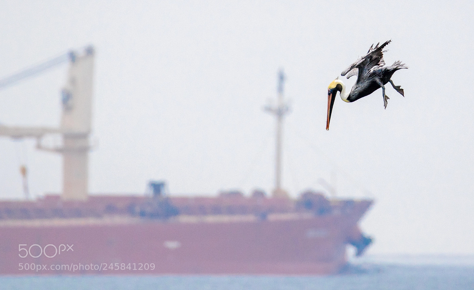 Canon EOS 7D Mark II sample photo. Pelican looking for fish photography