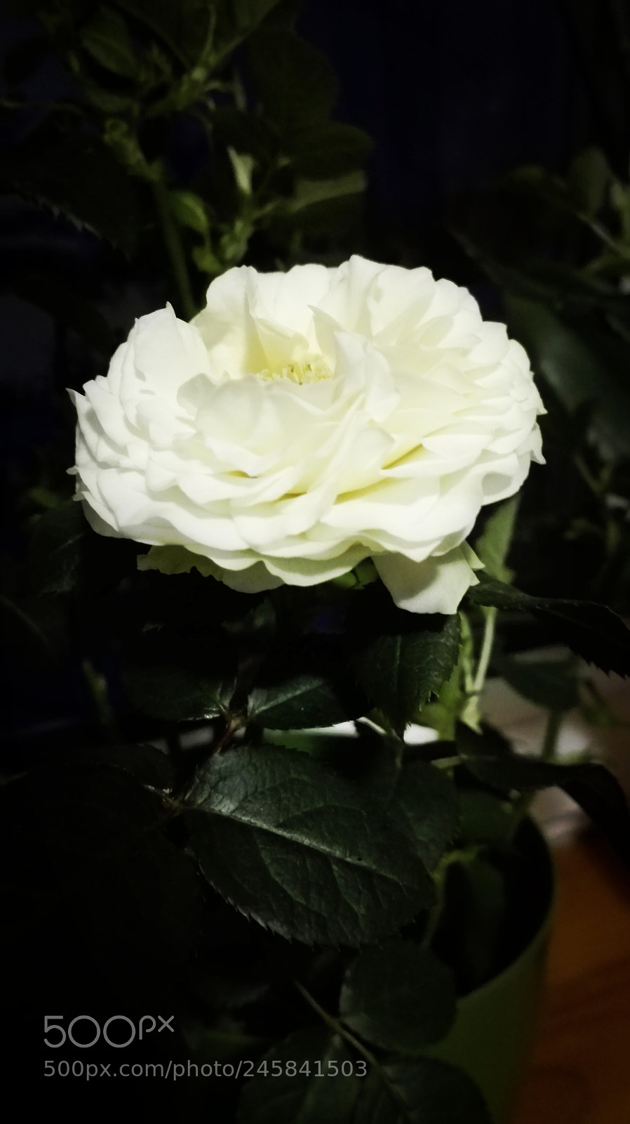 HUAWEI P8 Lite sample photo. Untitled photography