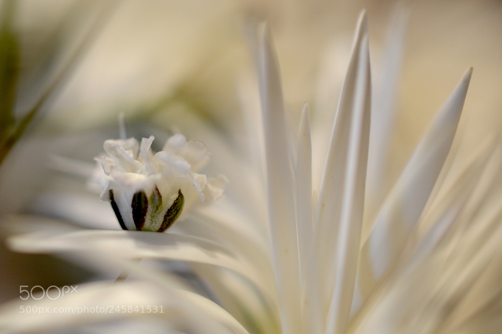 Nikon D3200 sample photo. ❁ gypssphila elegans ❁ photography