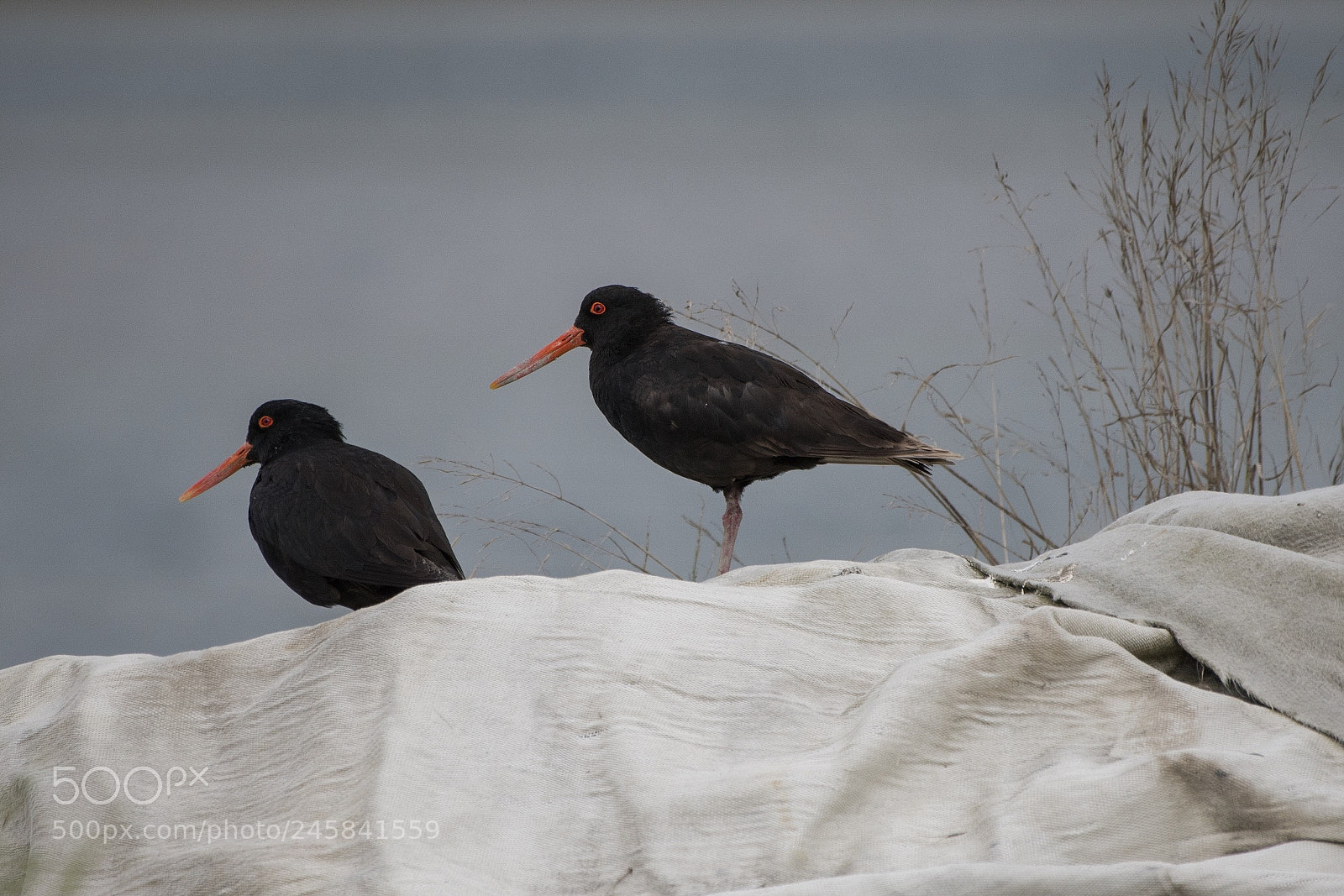 Nikon D500 sample photo. Variable oystercatcher / torea pango photography