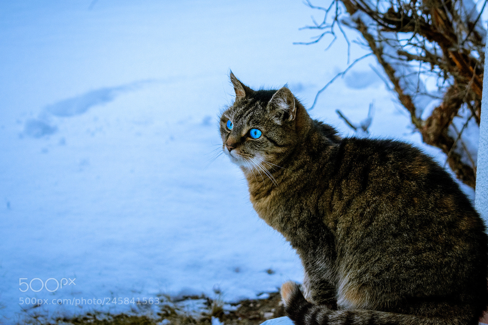 Nikon D3400 sample photo. White walker cat photography