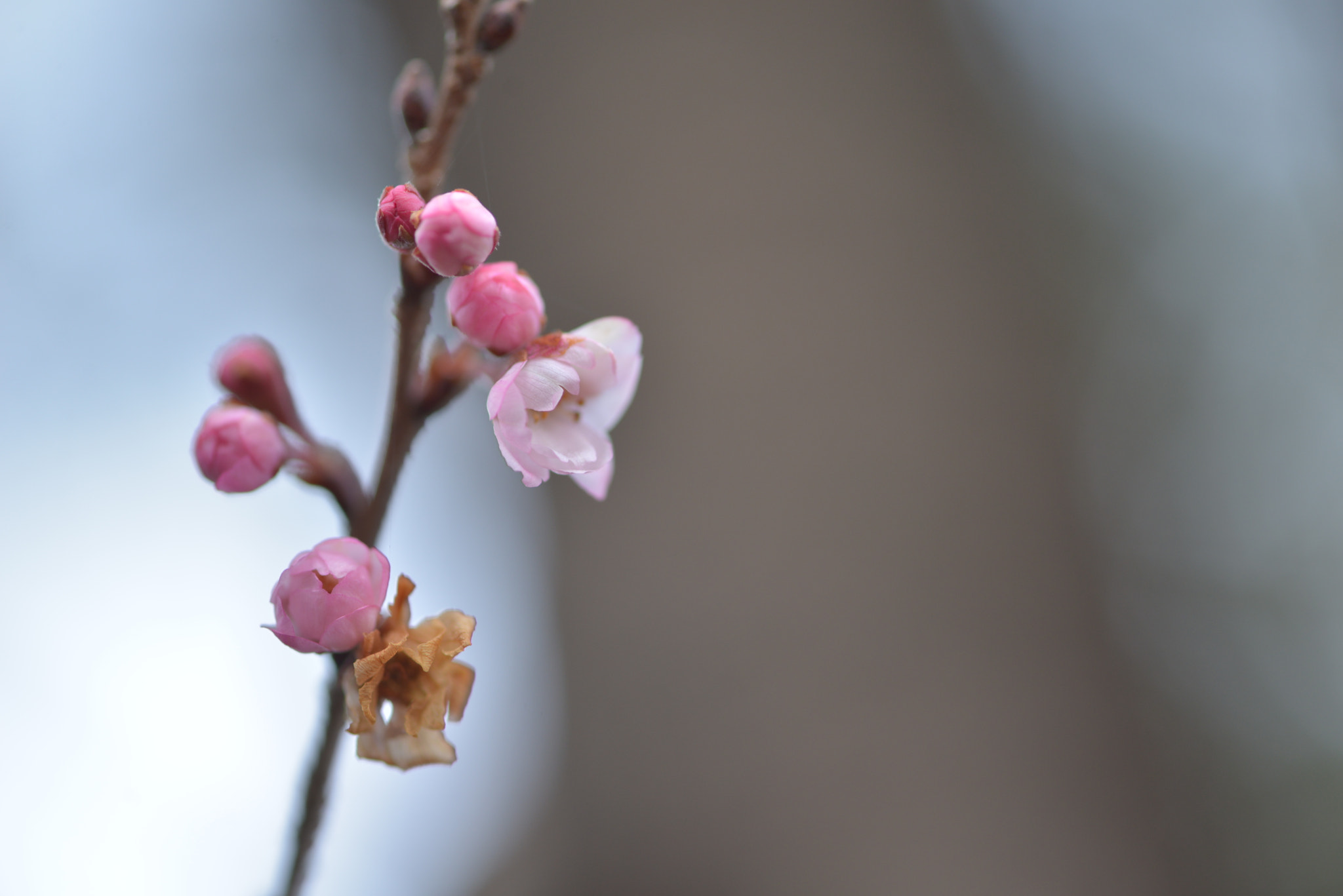 Nikon AF-S Micro-Nikkor 105mm F2.8G IF-ED VR sample photo