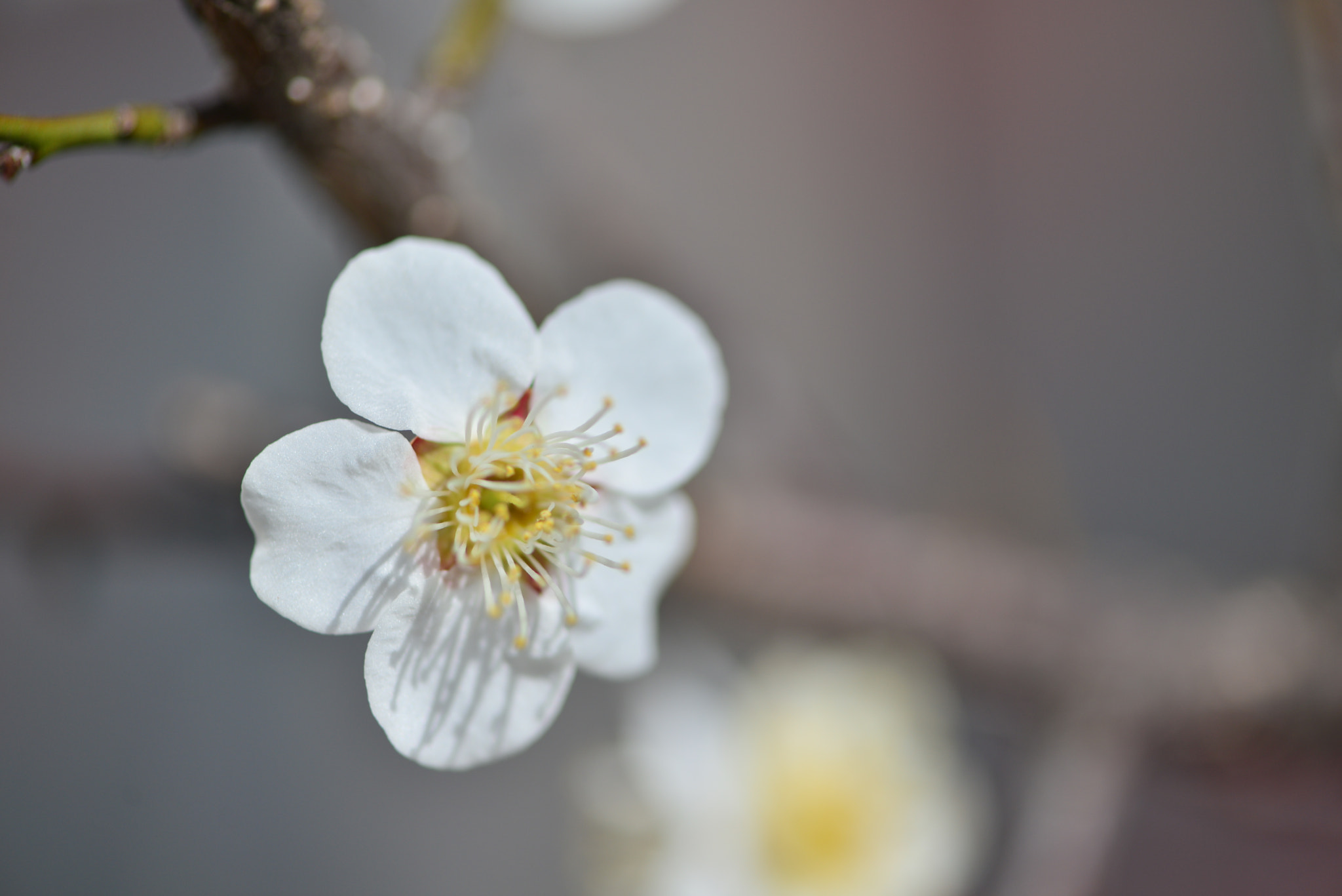 Nikon AF-S Micro-Nikkor 105mm F2.8G IF-ED VR sample photo