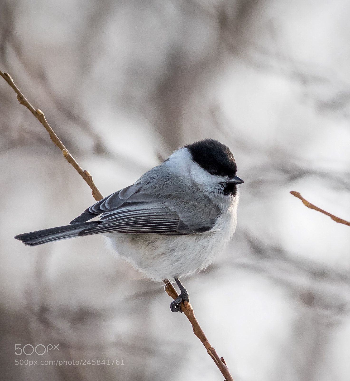 Canon EOS 7D Mark II sample photo. Marsh tit photography