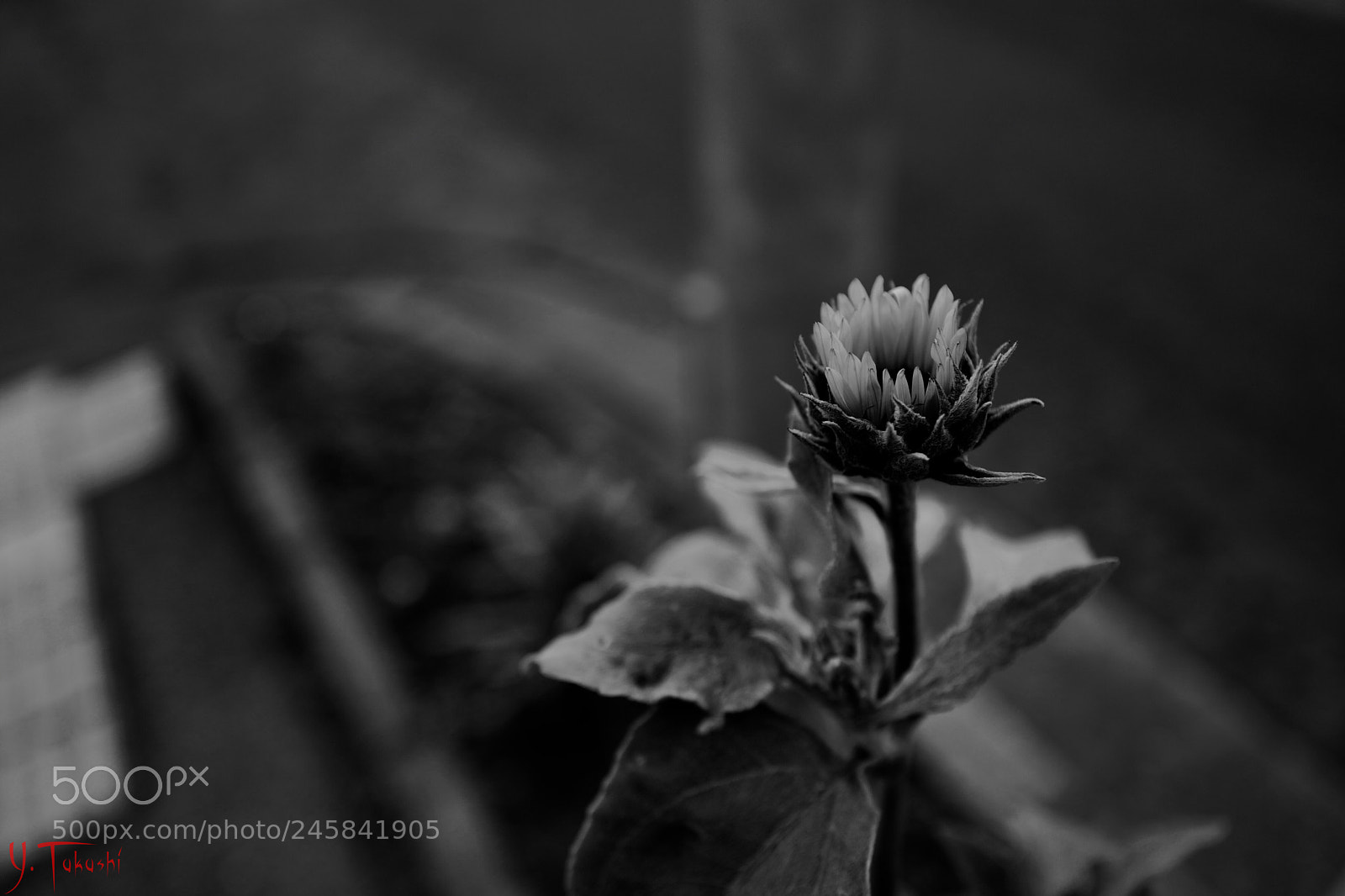 Leica Q (Typ 116) sample photo. Untitled photography