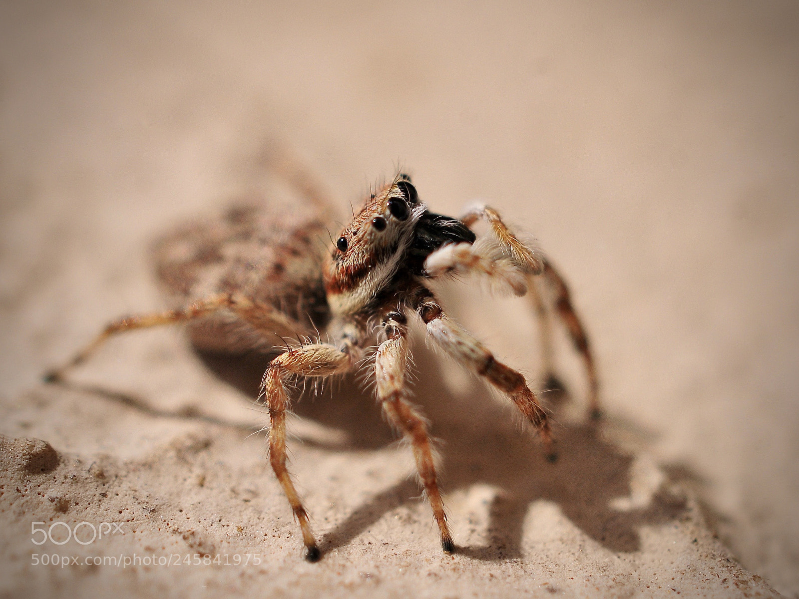 Nikon D300S sample photo. Jumping spider photography