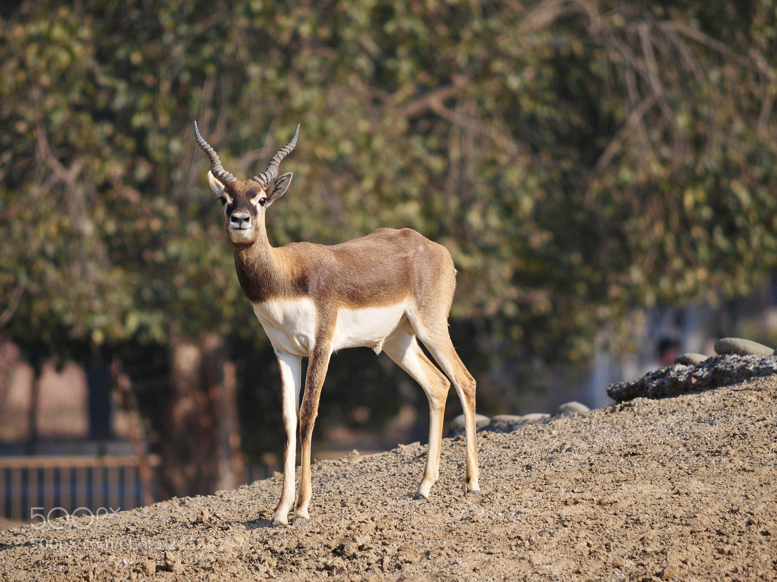 Nikon D300S sample photo. Black buck photography