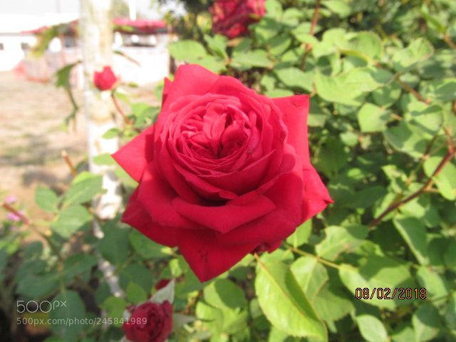 Canon PowerShot SX150 IS sample photo. A natural beauty photography