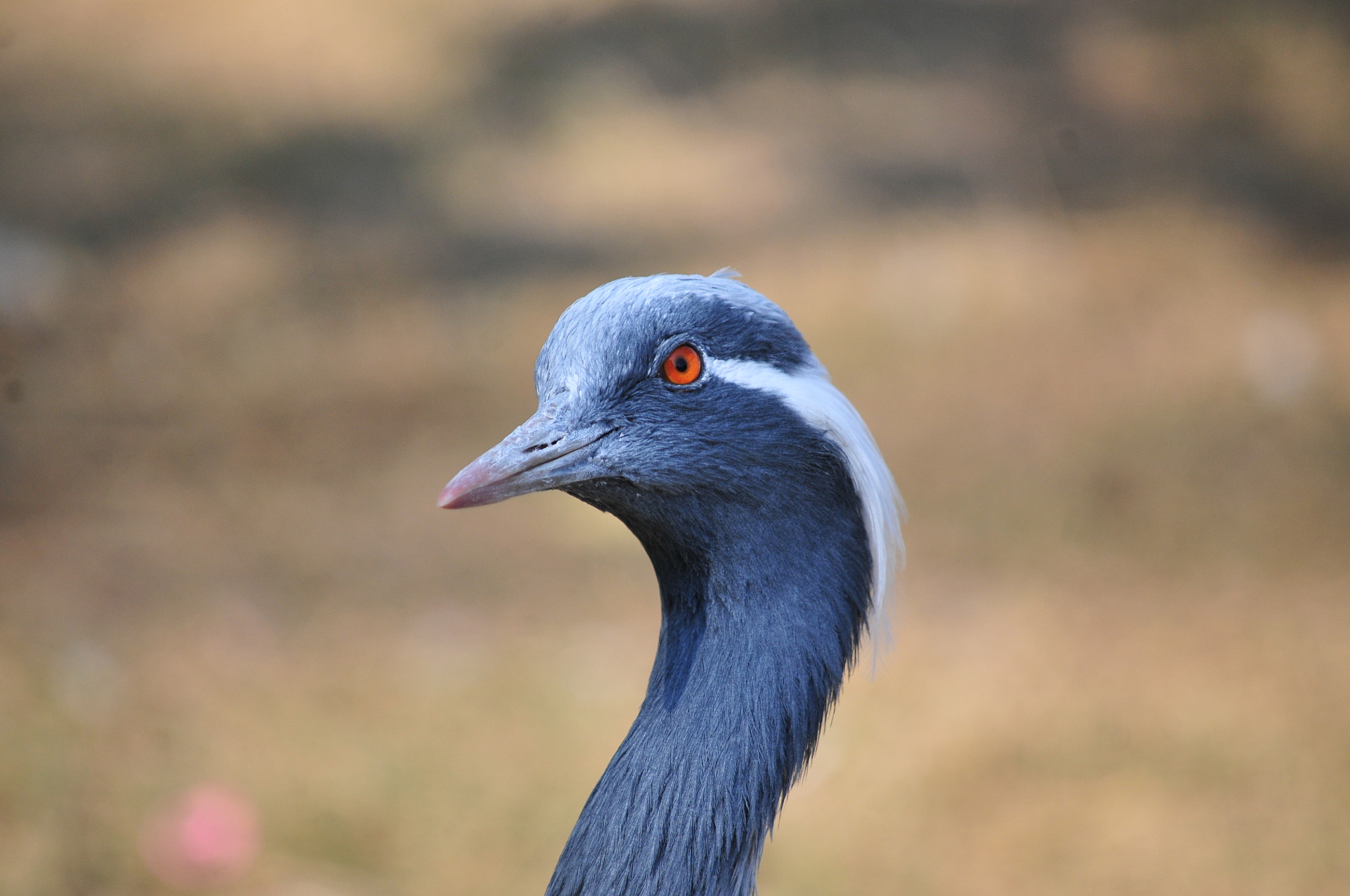 Nikon D300S sample photo. That look photography