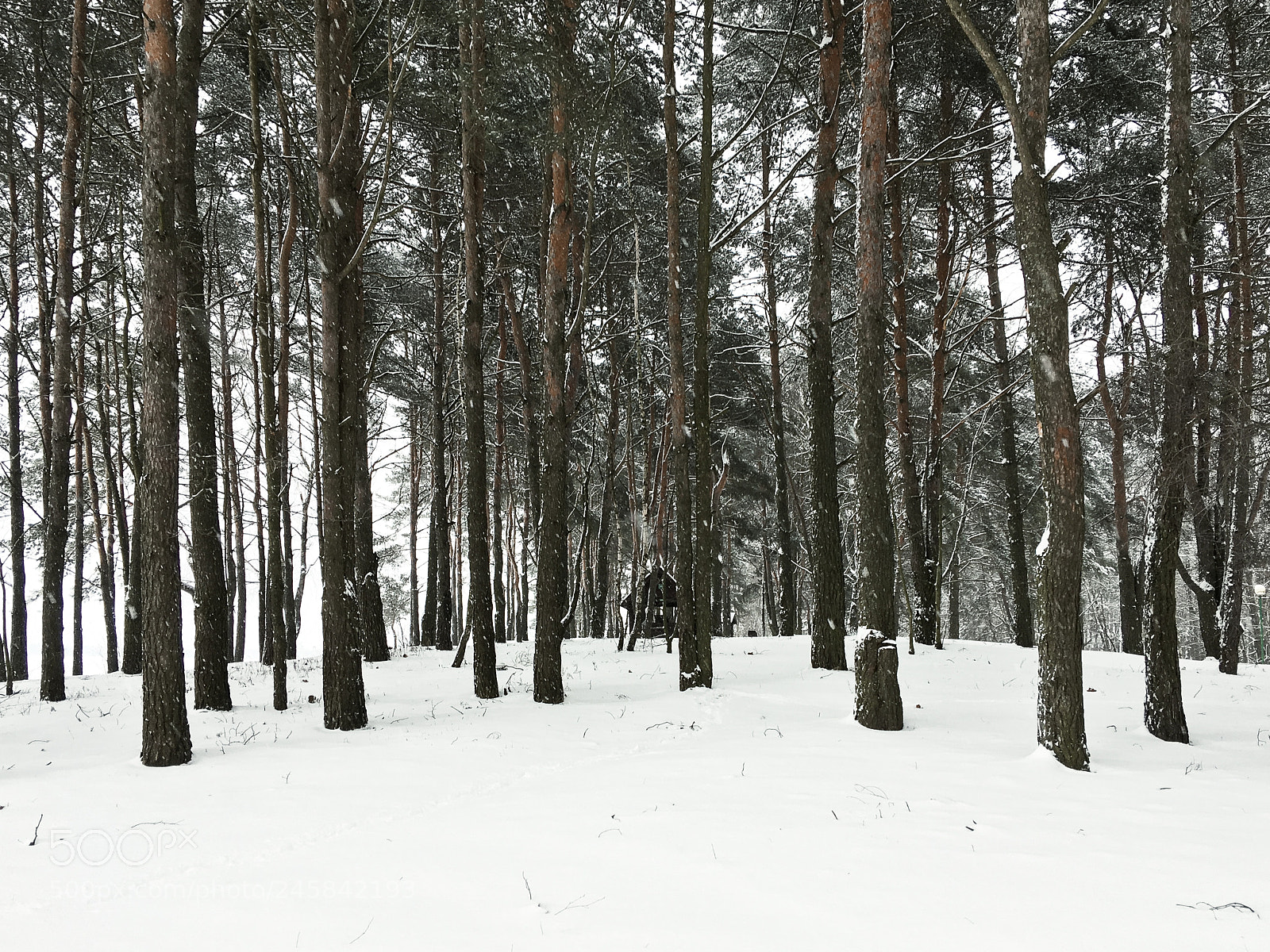 Apple iPhone SE sample photo. How winter looks like photography