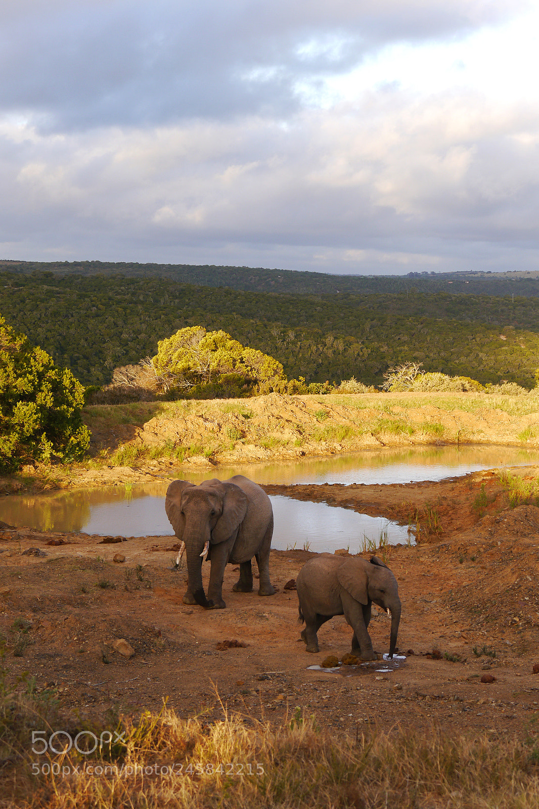 Panasonic Lumix DMC-G5 sample photo. Sunset with elephants photography