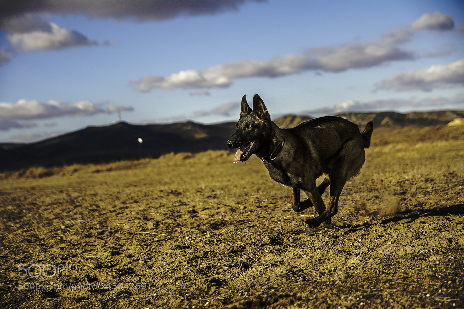 Nikon D7100 sample photo. Dog running photography