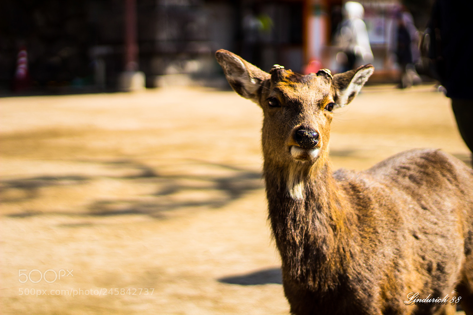 Canon EOS 1300D (EOS Rebel T6 / EOS Kiss X80) sample photo. Bambi photography