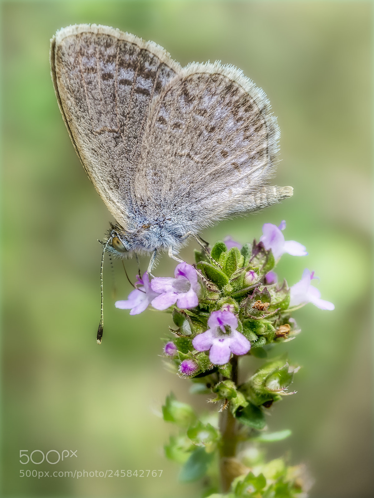 Olympus OM-D E-M5 sample photo. Common grass blue butterfly #6 photography