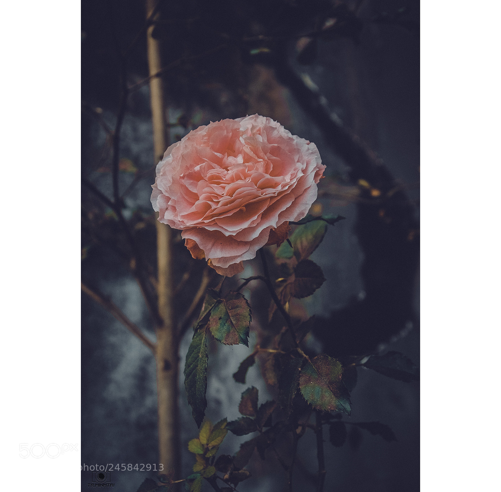 Canon EOS 700D (EOS Rebel T5i / EOS Kiss X7i) sample photo. Rose photography