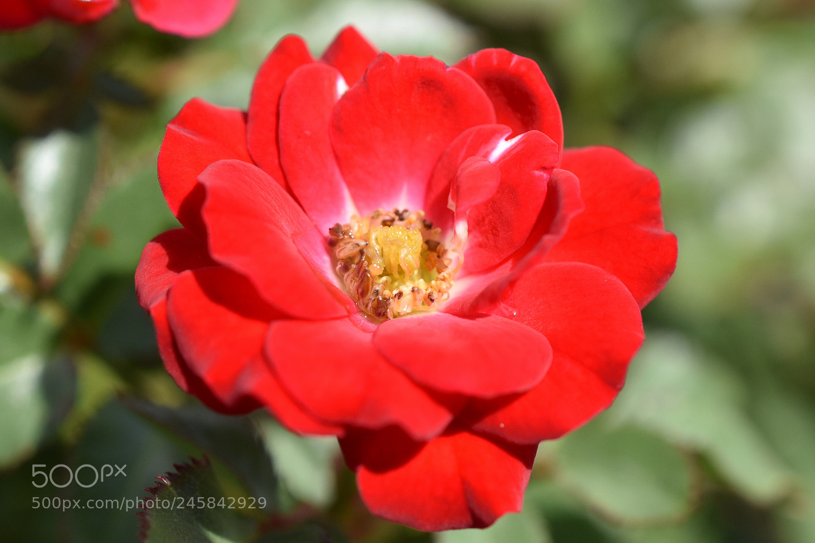 Nikon D3400 sample photo. Wild beauty photography