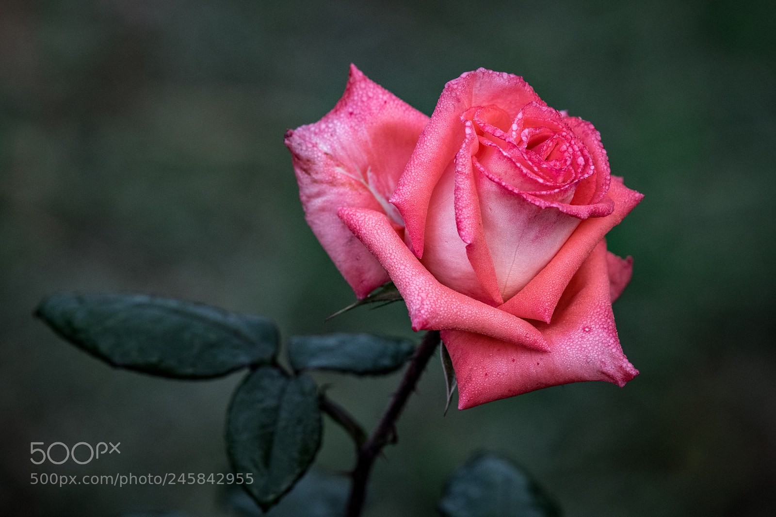 Nikon D850 sample photo. Morning fresh photography