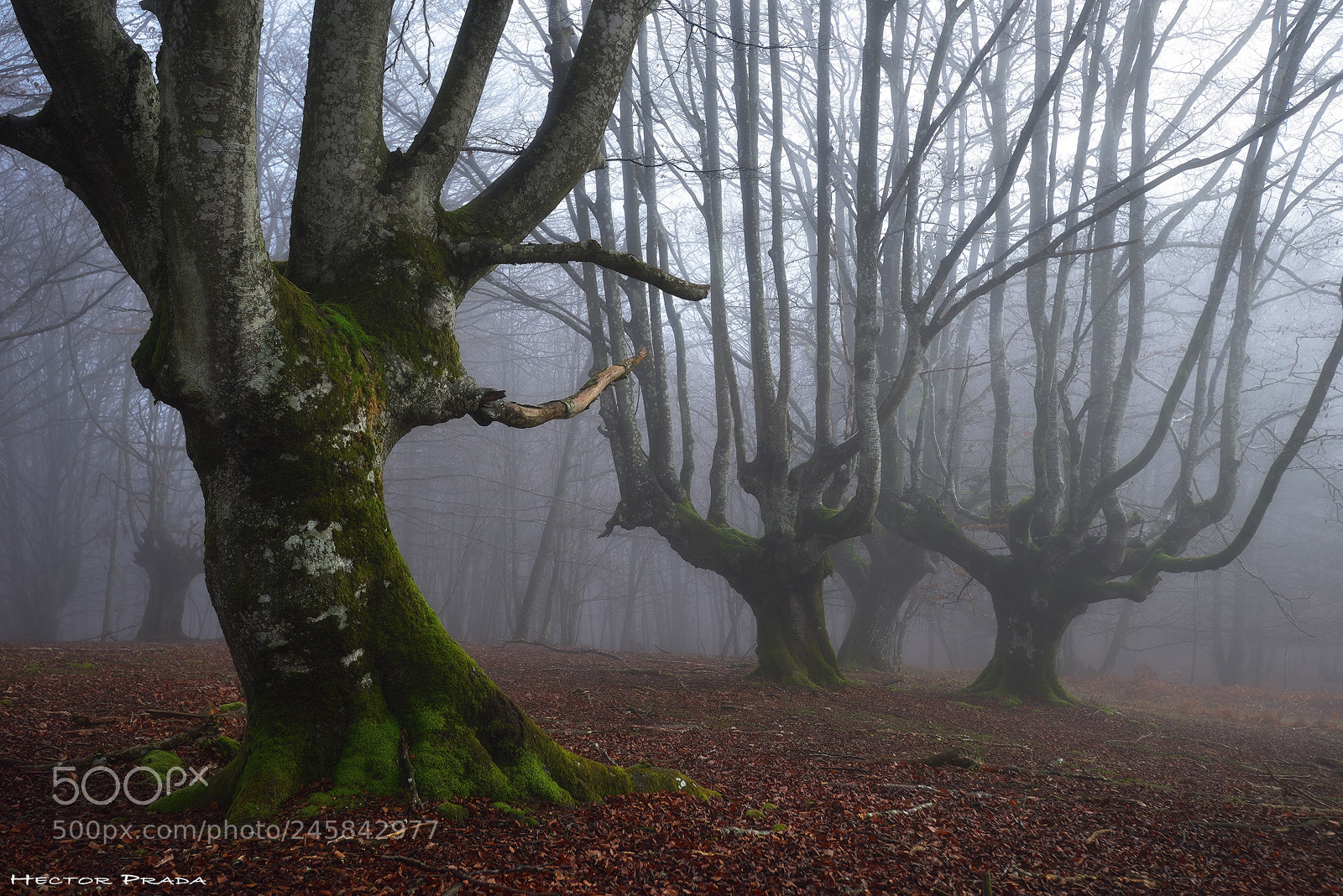 Nikon D610 sample photo. Guardians of the forest photography