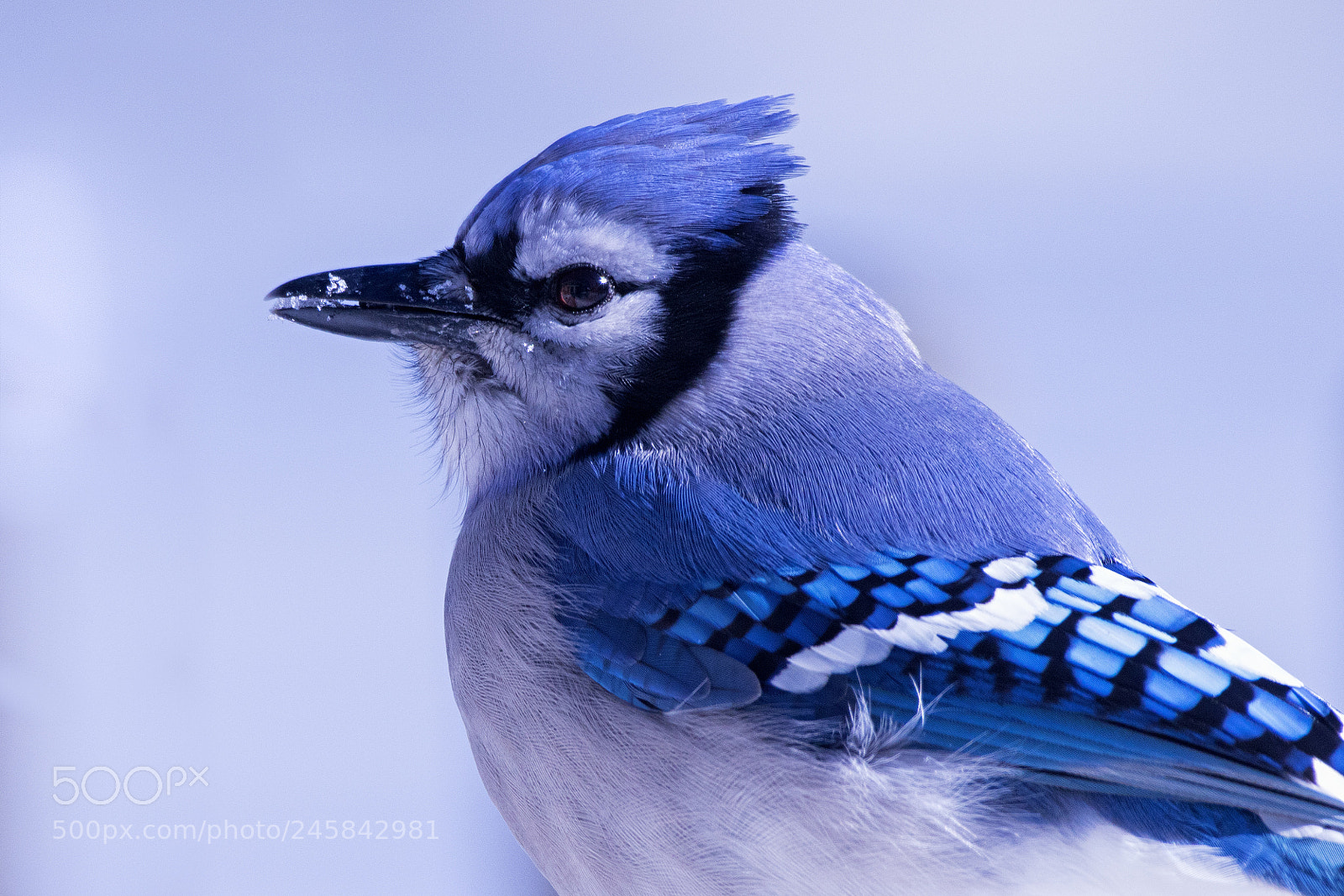 Canon EOS 7D Mark II sample photo. Snow beak photography