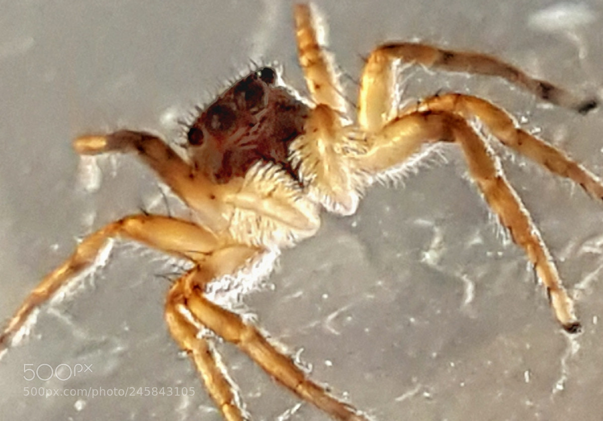 Samsung GALAXY S6 edge sample photo. Eyes... photography