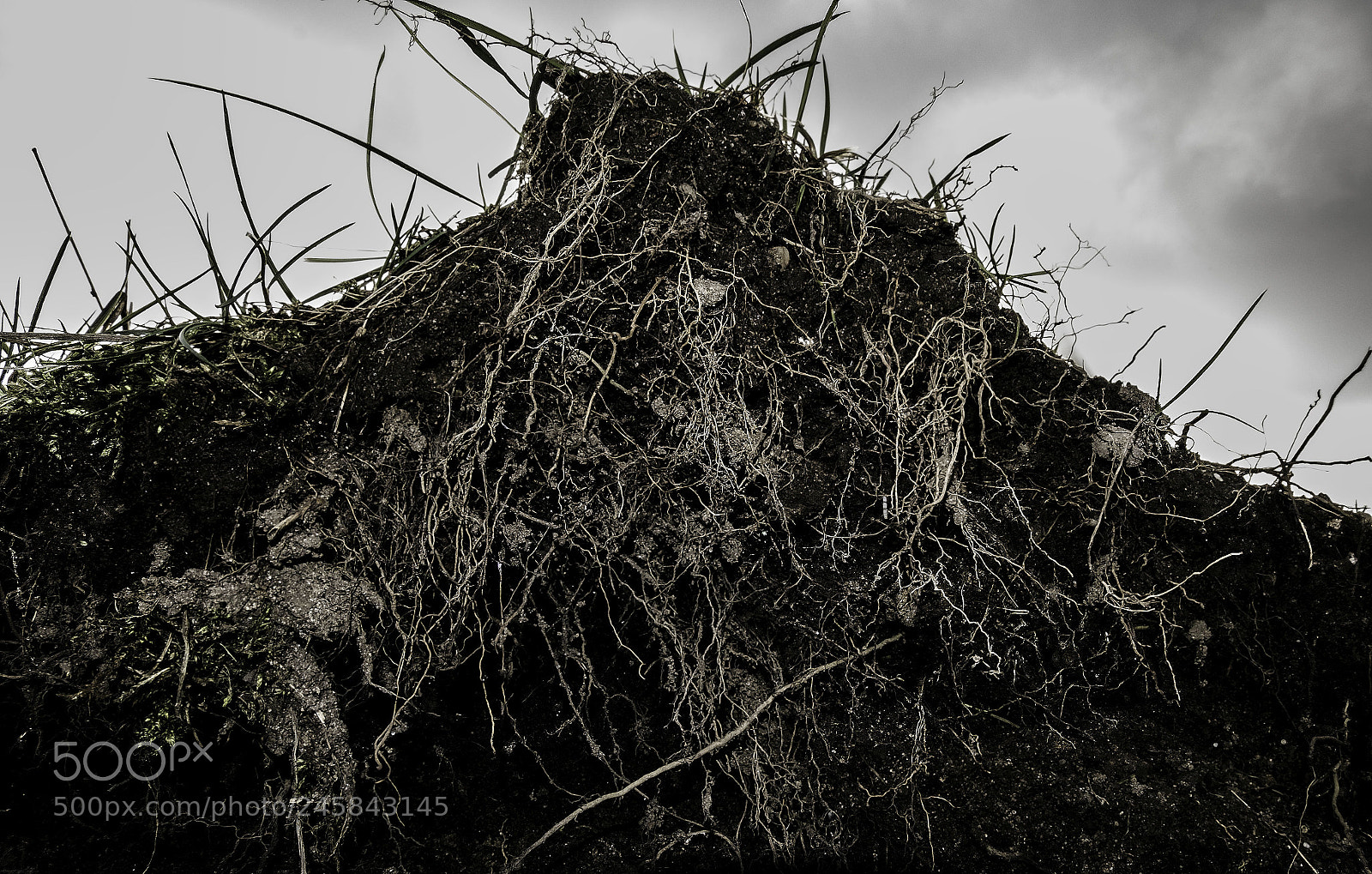 Fujifilm X-T20 sample photo. Veins of nature photography