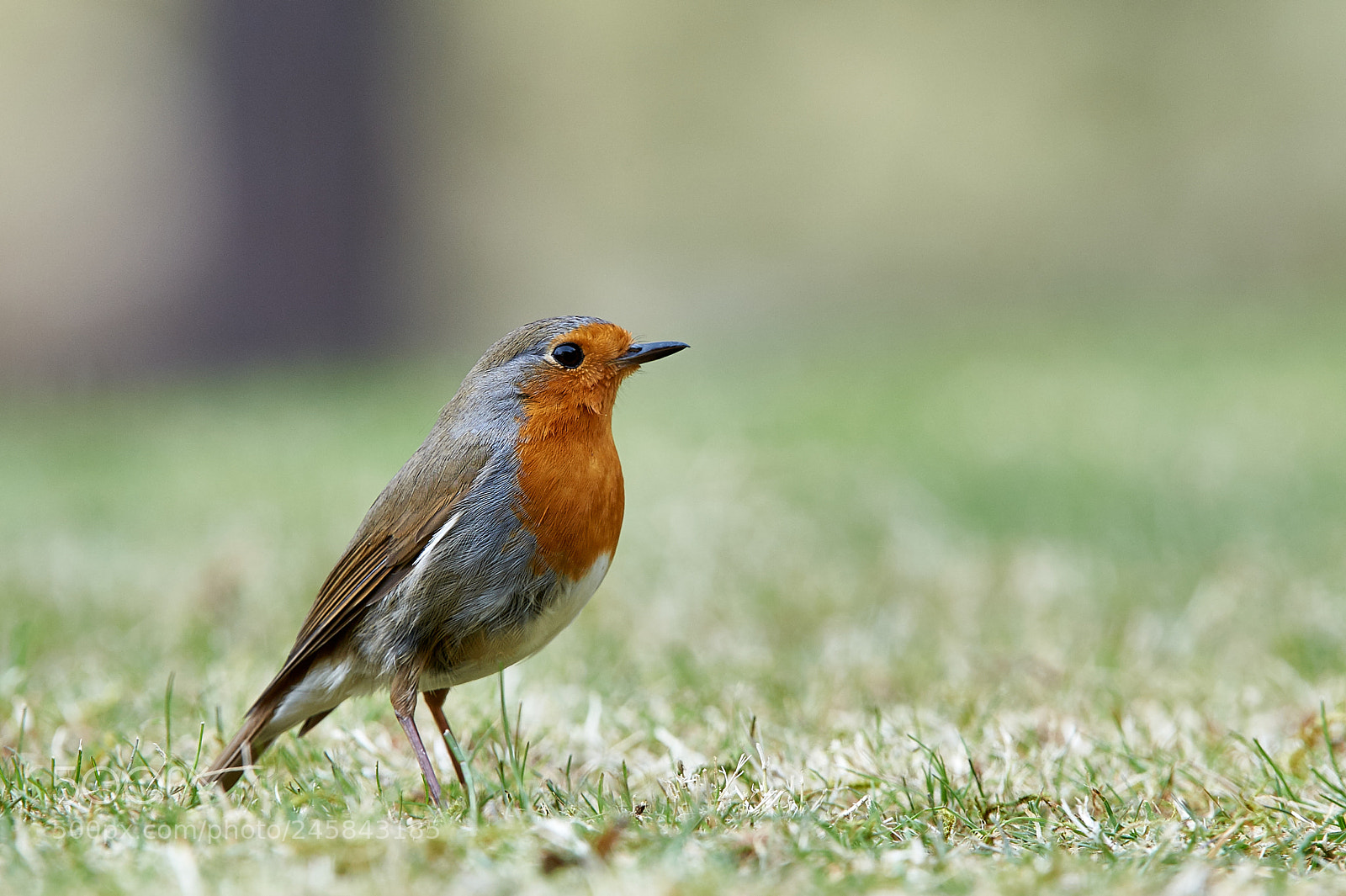 Nikon D3S sample photo. European robin photography