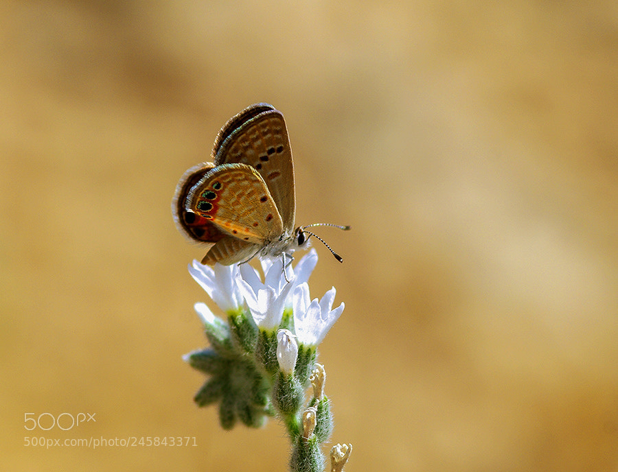 Pentax K20D sample photo. Buterfly photography