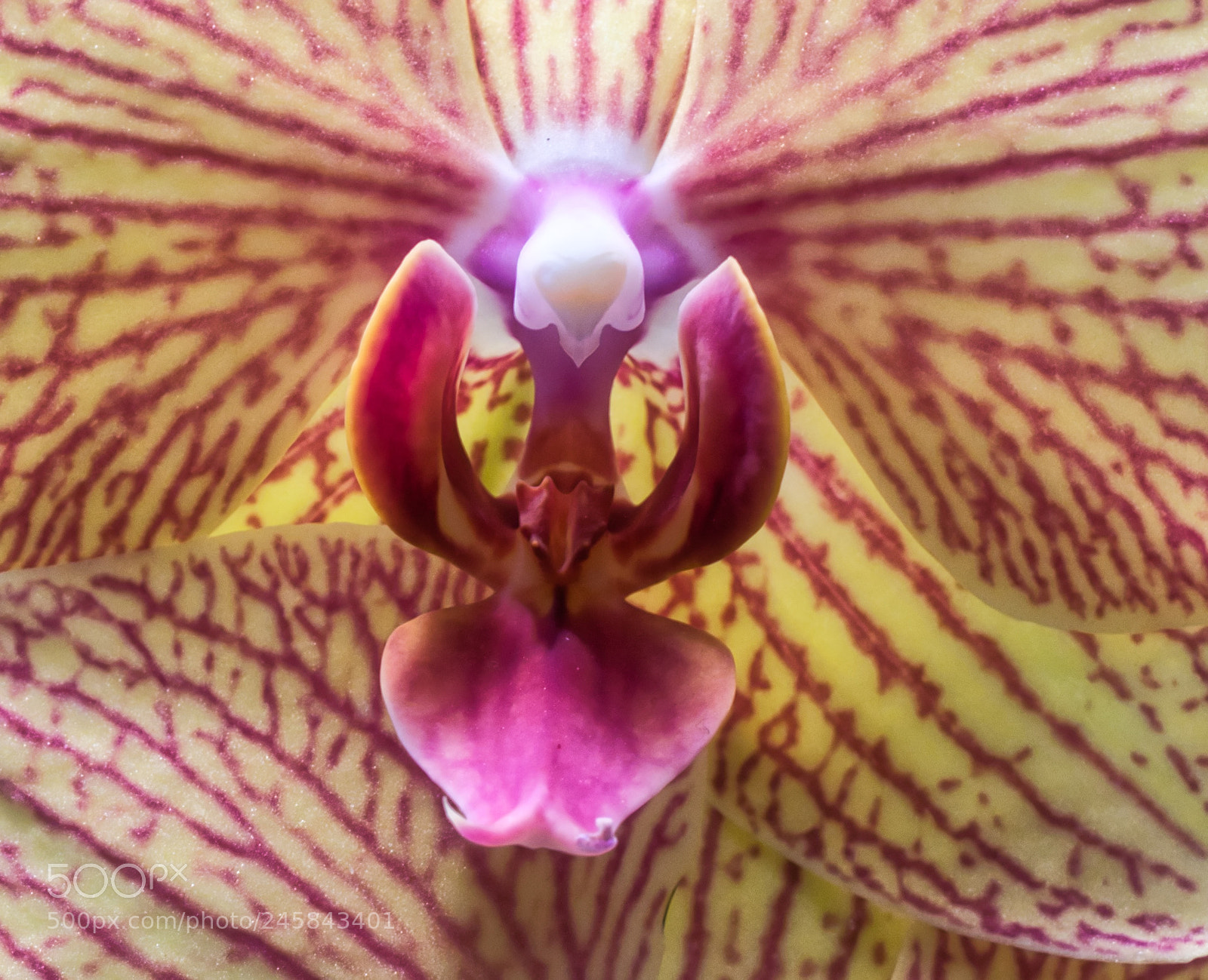 Panasonic Lumix DMC-GH4 sample photo. Orchid stamin photography