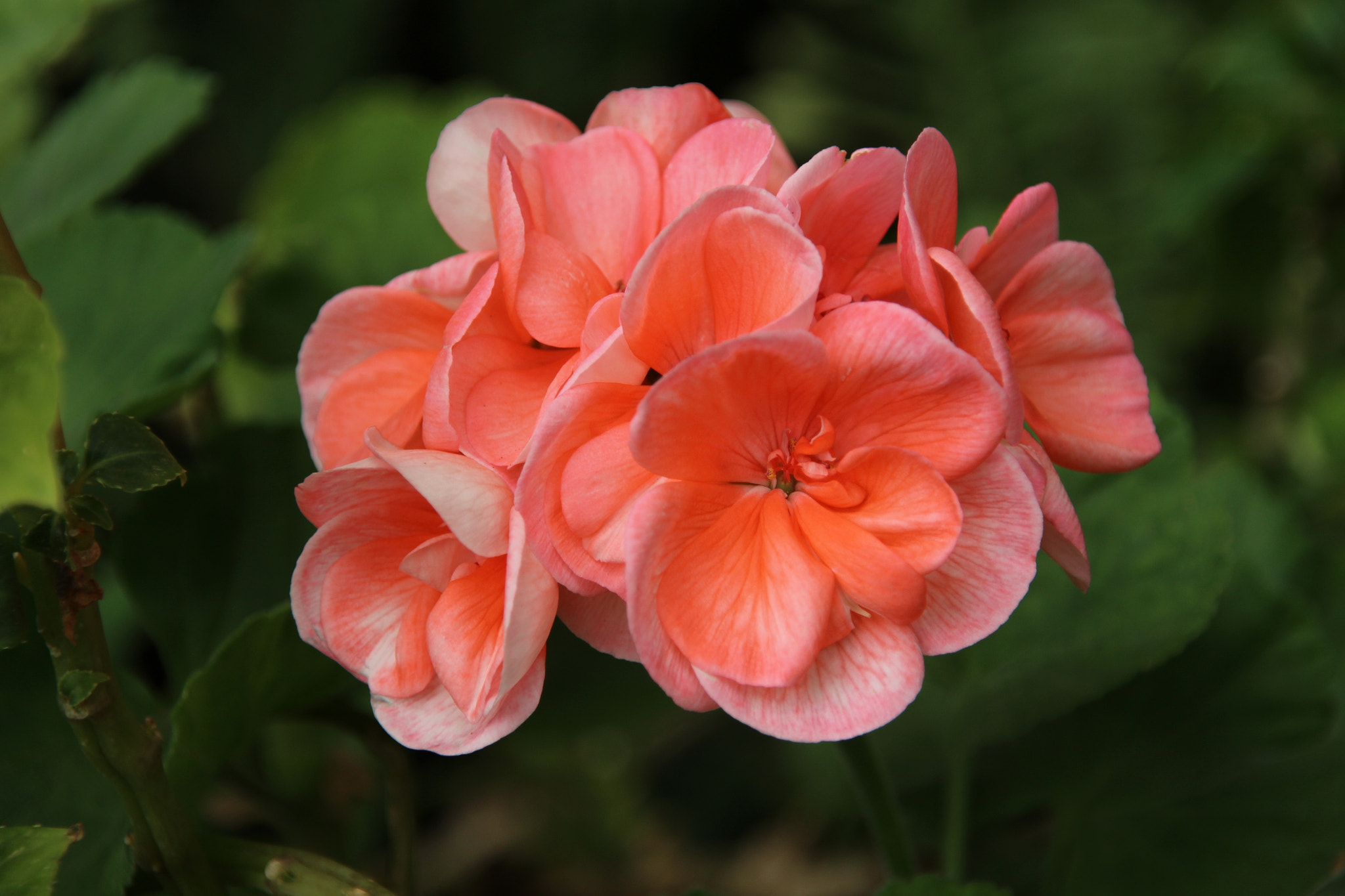 Canon EOS 700D (EOS Rebel T5i / EOS Kiss X7i) sample photo. Beautiful flower buds clump. photography