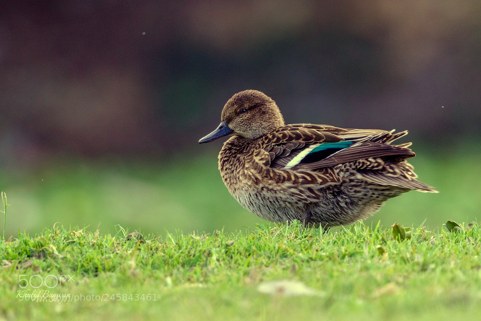 Canon EOS 7D Mark II sample photo. Common teal photography