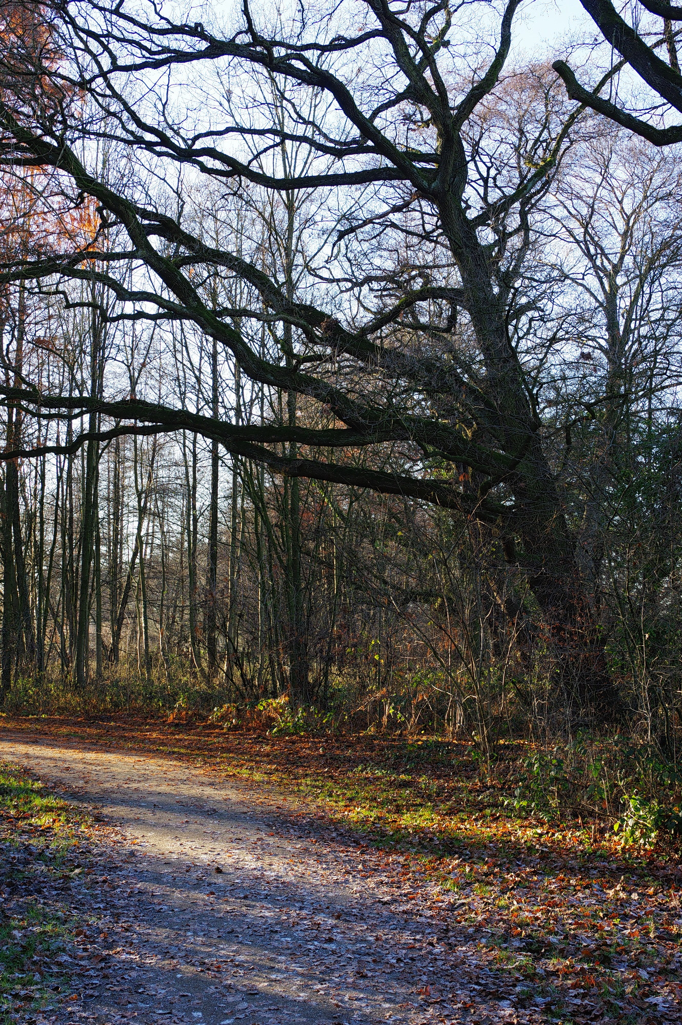smc PENTAX-DA L 18-55mm F3.5-5.6 sample photo. Gnarled branches photography