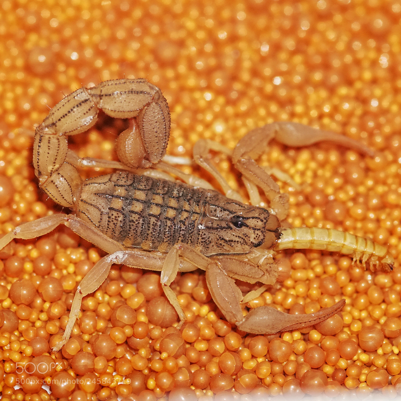 Sony a6300 sample photo. Eating scorpion photography