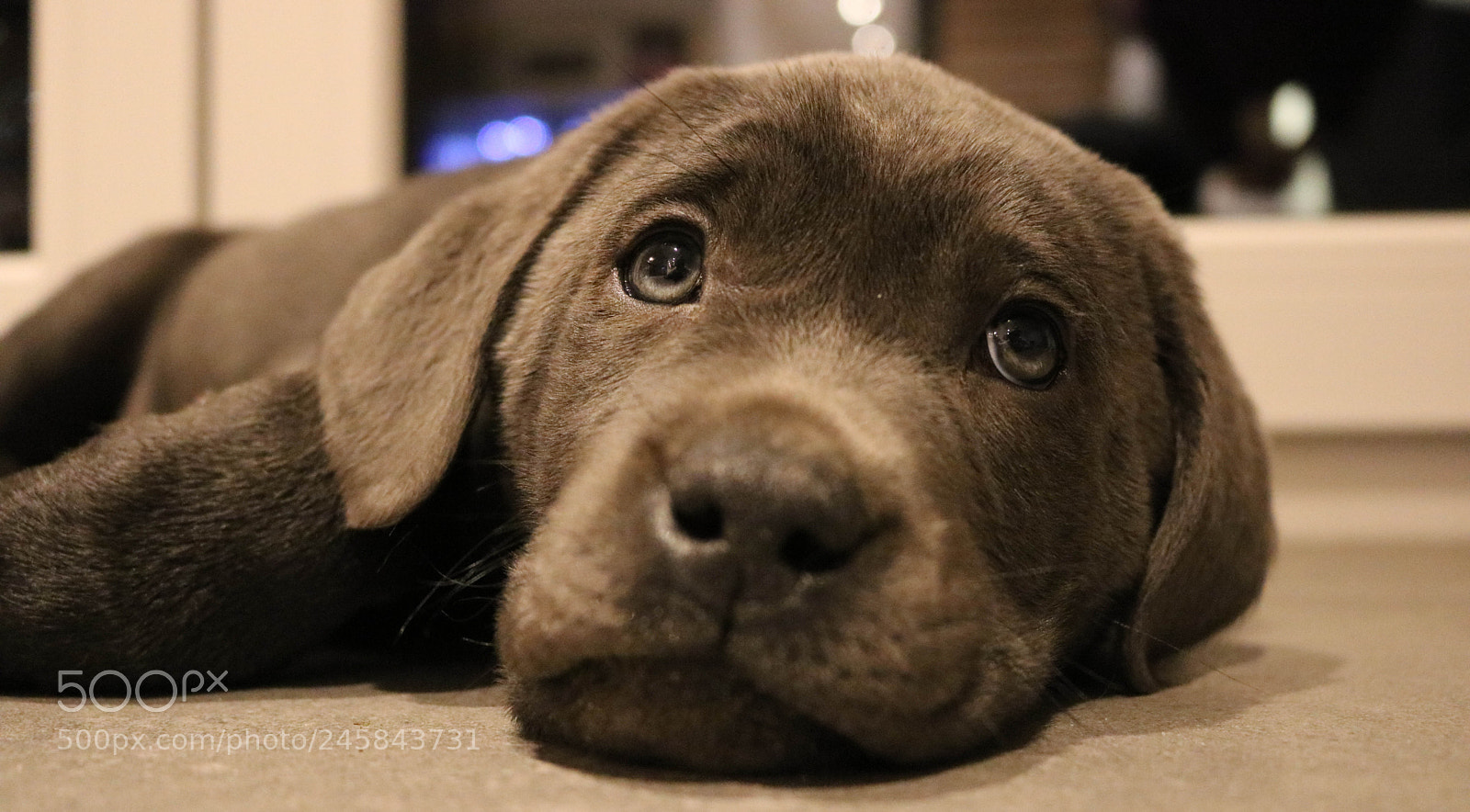 Canon EOS 750D (EOS Rebel T6i / EOS Kiss X8i) sample photo. Sam photography