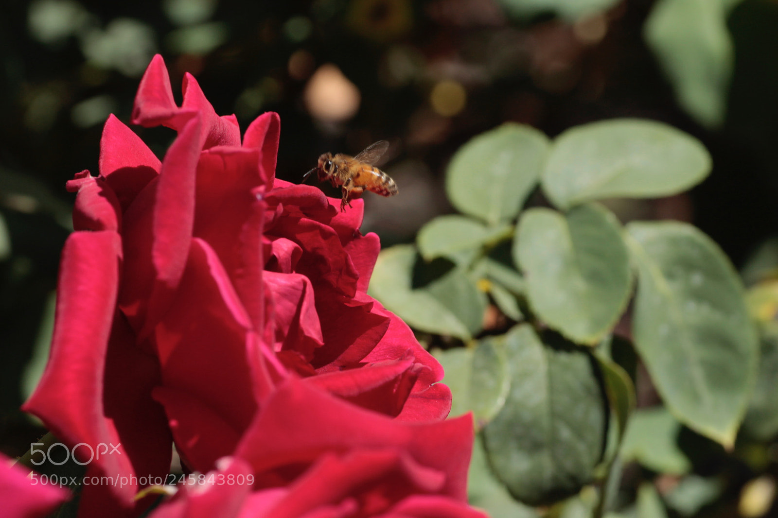 Canon EOS 1100D (EOS Rebel T3 / EOS Kiss X50) sample photo. Rose and bee photography