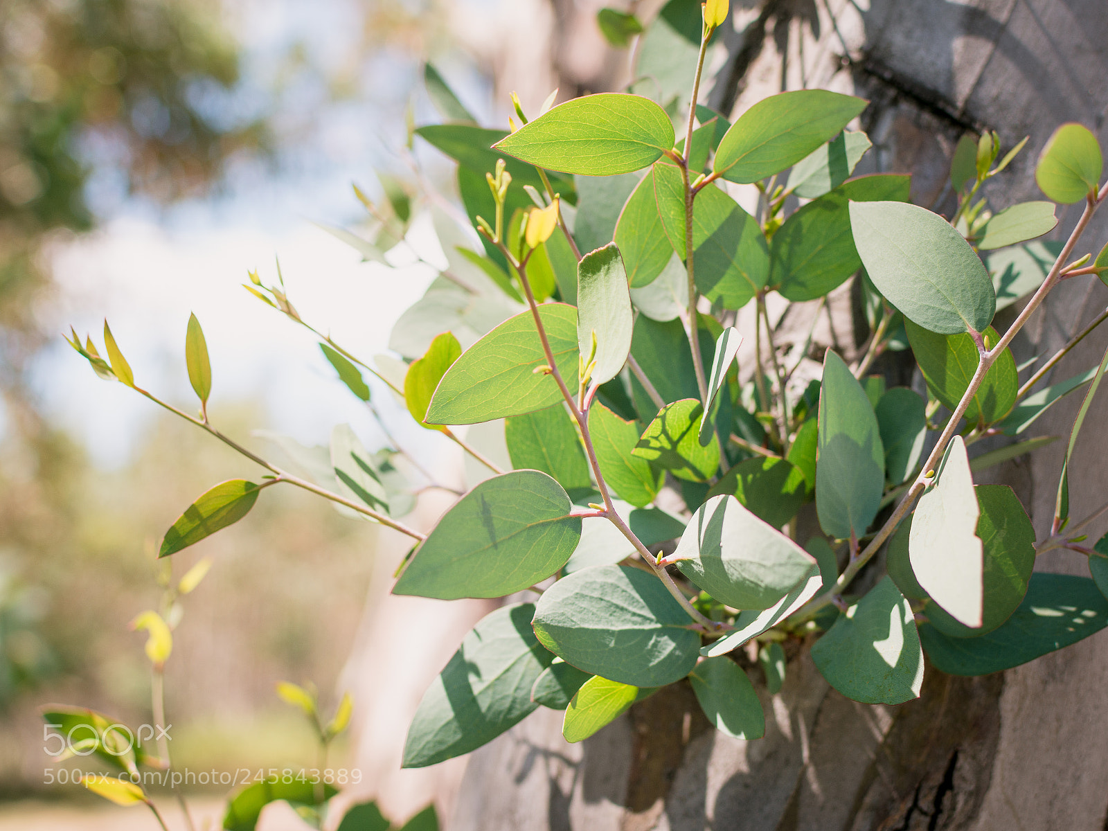 Nikon D7200 sample photo. New foliage on a photography
