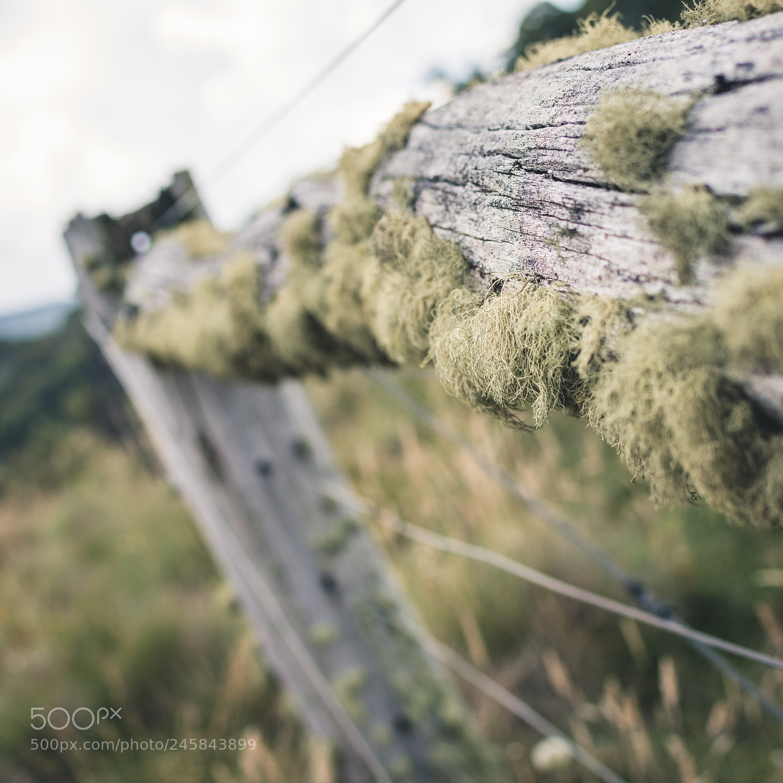 Nikon D7200 sample photo. Mossy fence photography