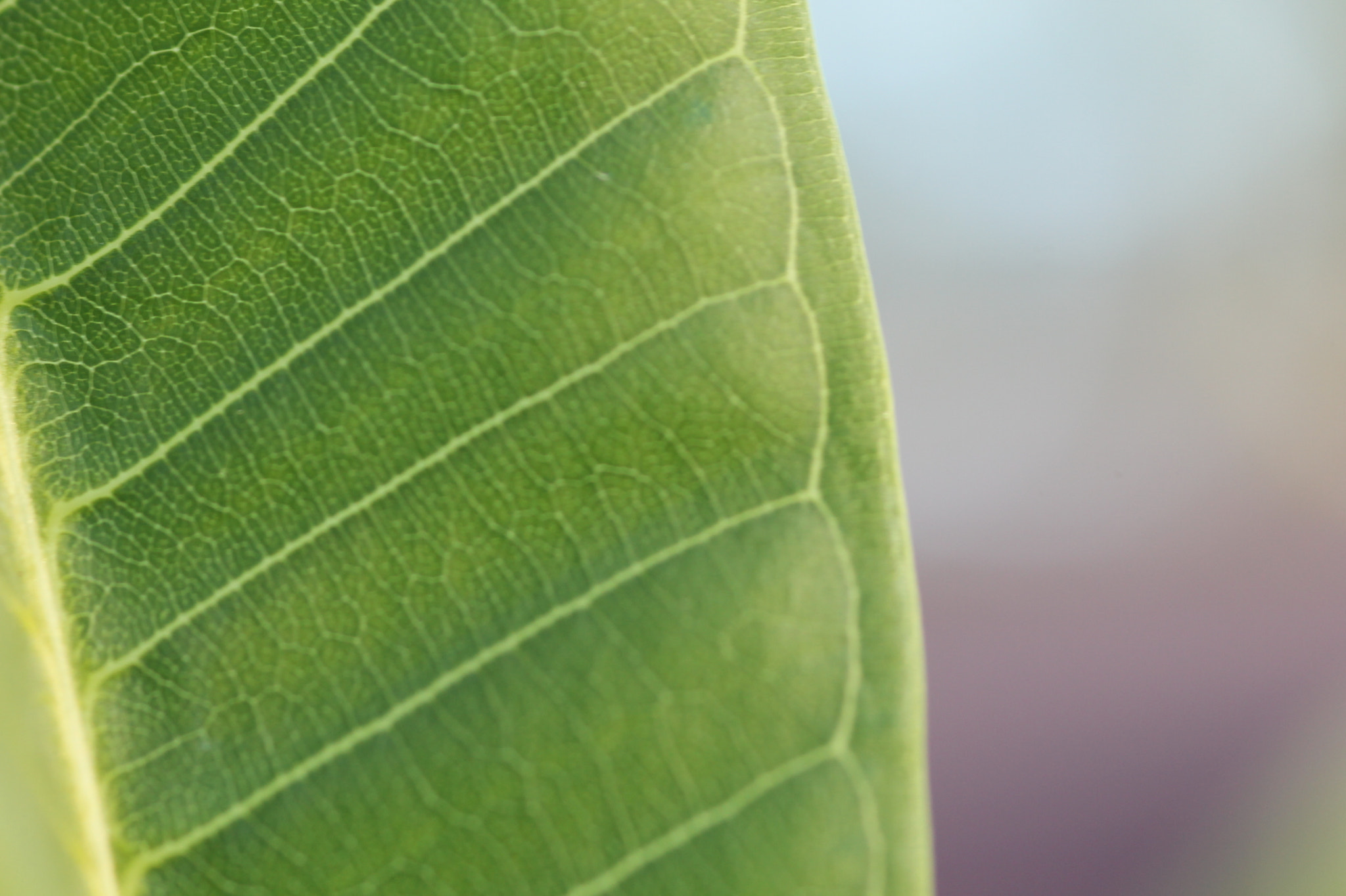 Canon EF 100-200mm f/4.5A sample photo. Leaf veins photography
