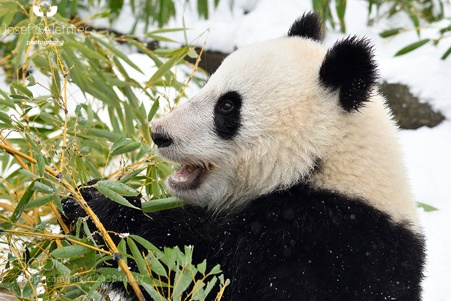 Nikon D500 sample photo. Happy winter panda photography