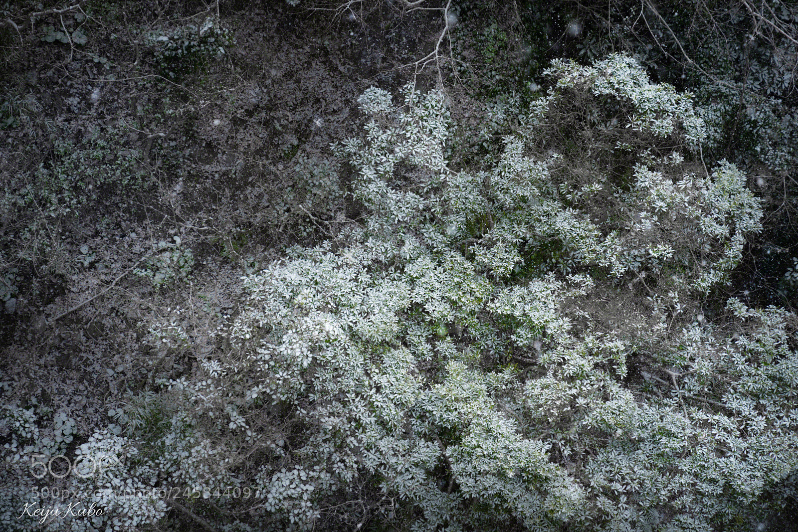 Sony a7R III sample photo. Snow falling down photography