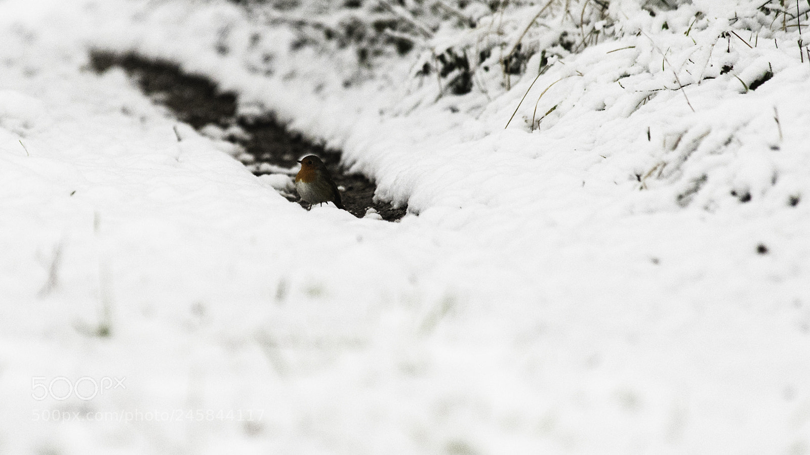 Pentax K-1 sample photo. Under snow photography
