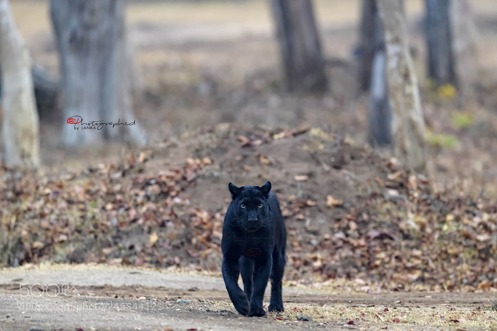 Nikon D5 sample photo. The black beauty beast photography