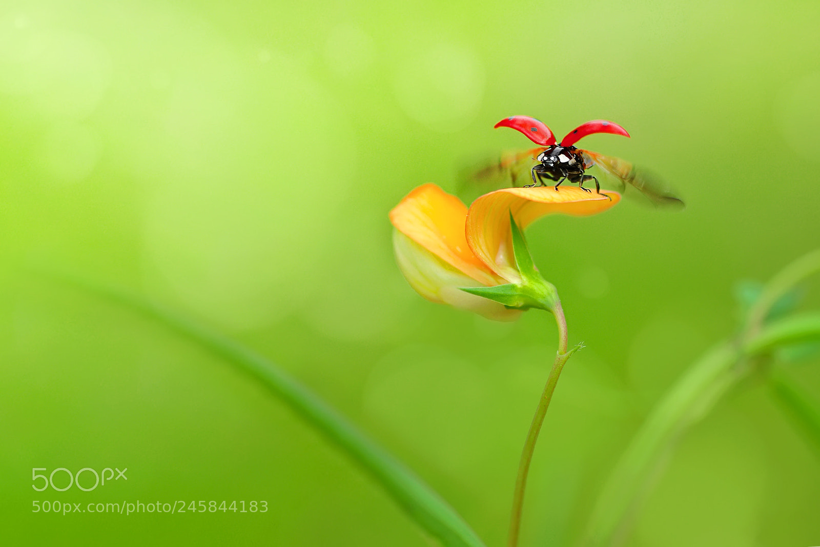 Nikon D90 sample photo. Fly photography