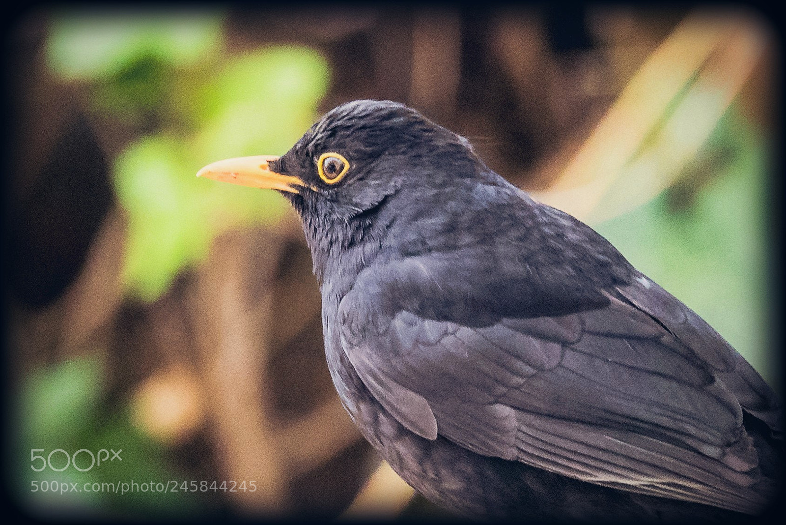 Nikon D810 sample photo. The common blackbird photography