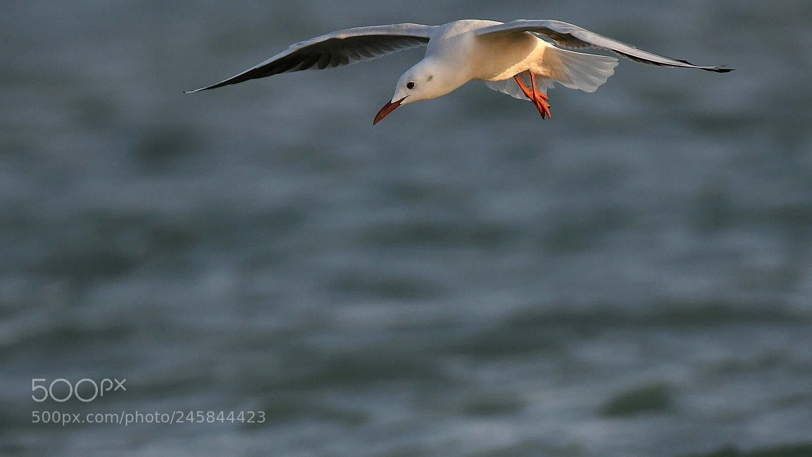 Nikon AF-S Nikkor 200-500mm F5.6E ED VR sample photo. Swooping down photography