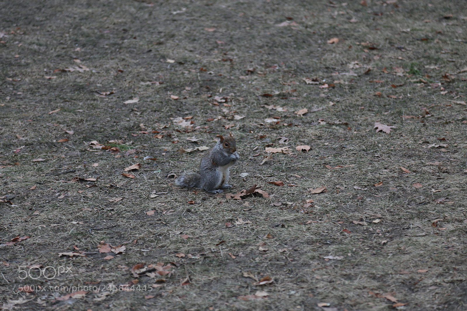 Canon EOS 6D + Canon EF 24-105mm F4L IS USM sample photo. Central park ny mr photography