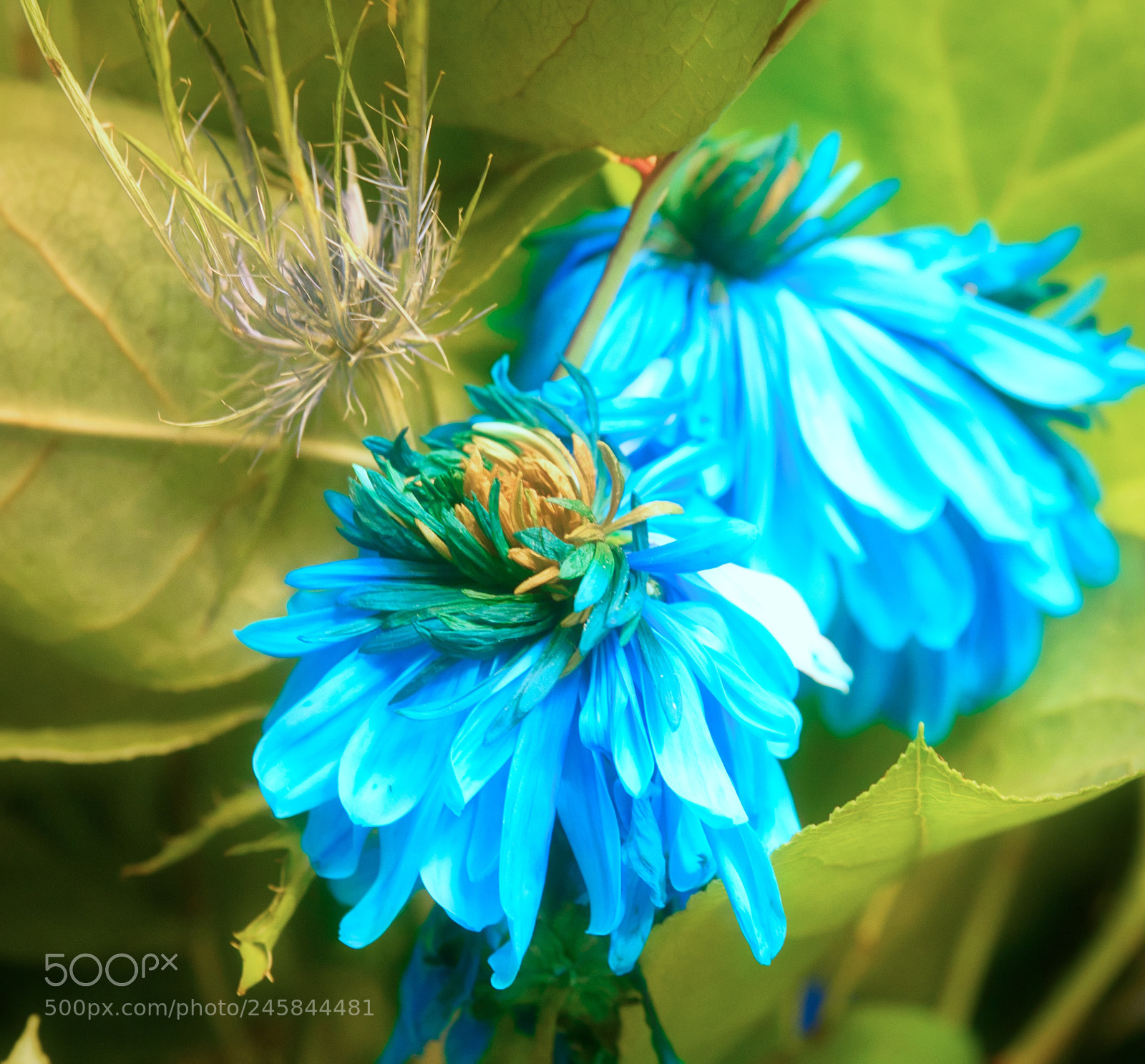 Panasonic Lumix DMC-GH4 sample photo. Wilting flowr photography
