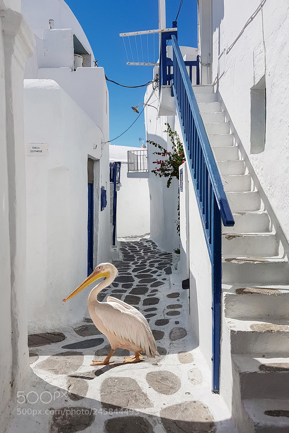 Samsung Galaxy S7 Edge sample photo. Petros the pelican photography