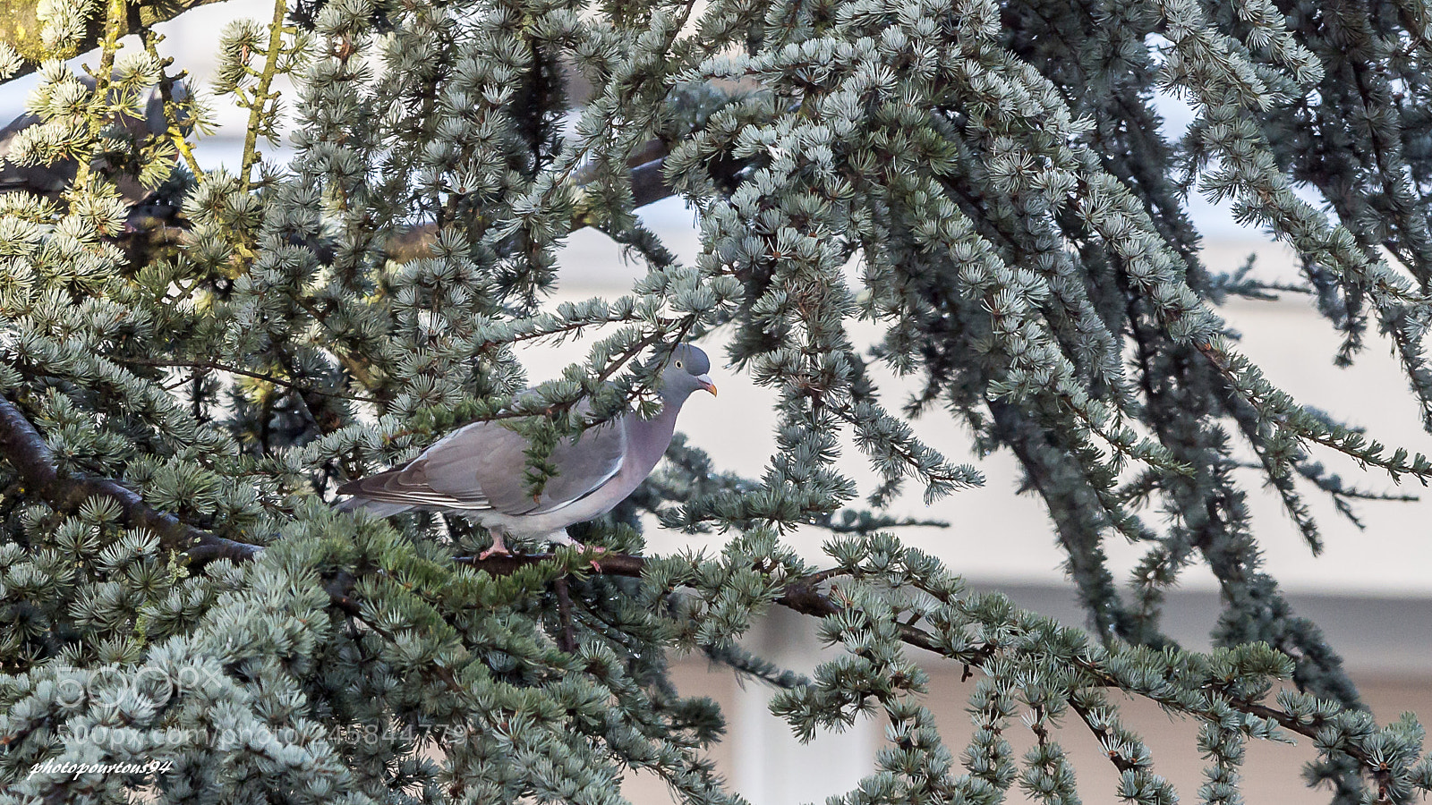 Nikon D3200 sample photo. Pigeon caché photography